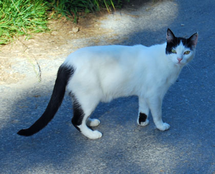 white-black-cat